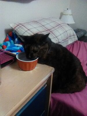 Kitty drinking out of her water bowl